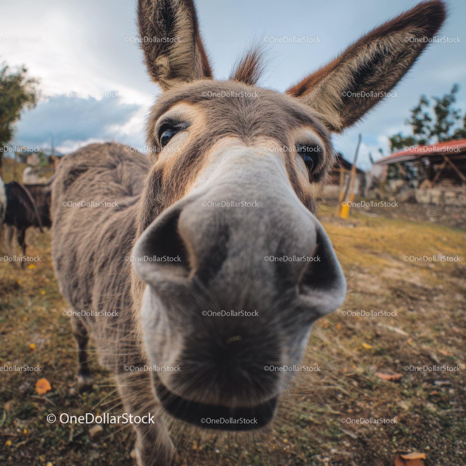 Close-up of a Gray Donkey in a Rural Farm Setting