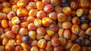 Close-up of Roasted Yellow Corn Kernels for Snacks or Cooking