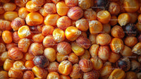 Close-up of Roasted Yellow Corn Kernels for Snacks or Cooking