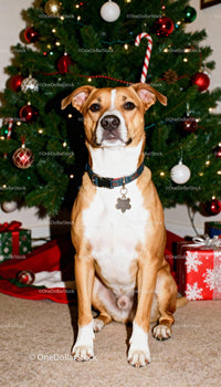 Brown dog sitting by decorated Christmas tree indoors