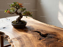 Bonsai tree on handcrafted natural edge wooden table