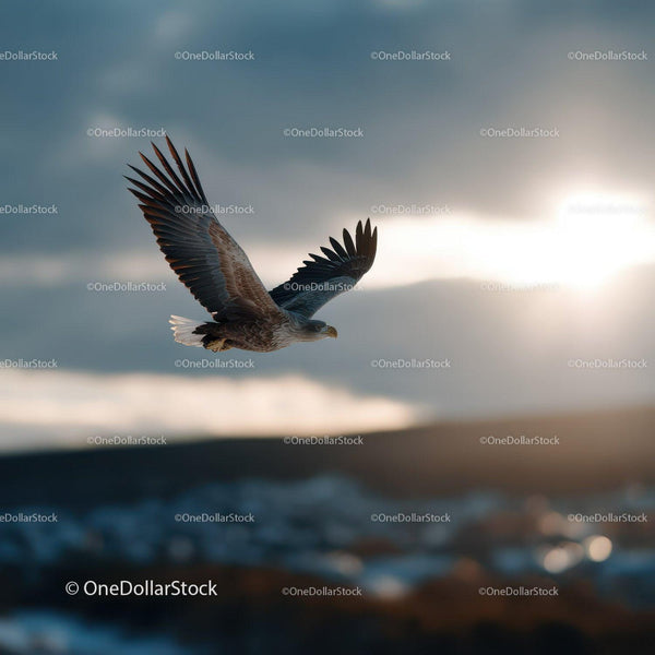Majestic Sea Eagle Soaring in Open Sky