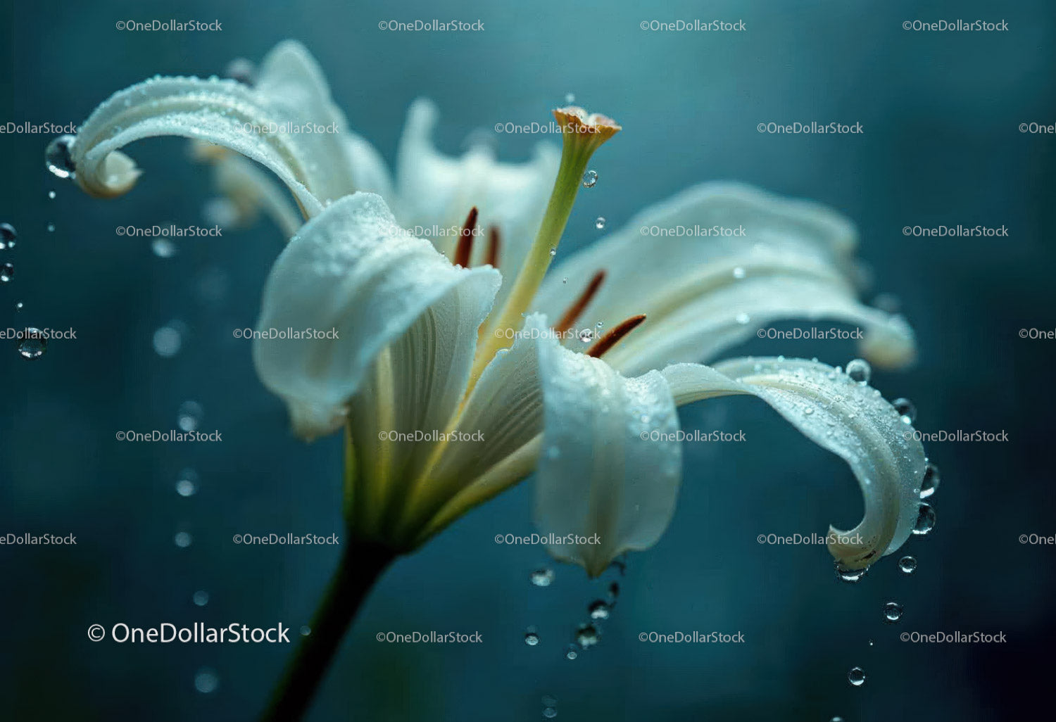 White Lily with Dewdrops in Close-Up with Soft Background