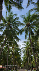 Tropical Palm Trees in a Lush Green Park with a Pathway Under Blue Sky
