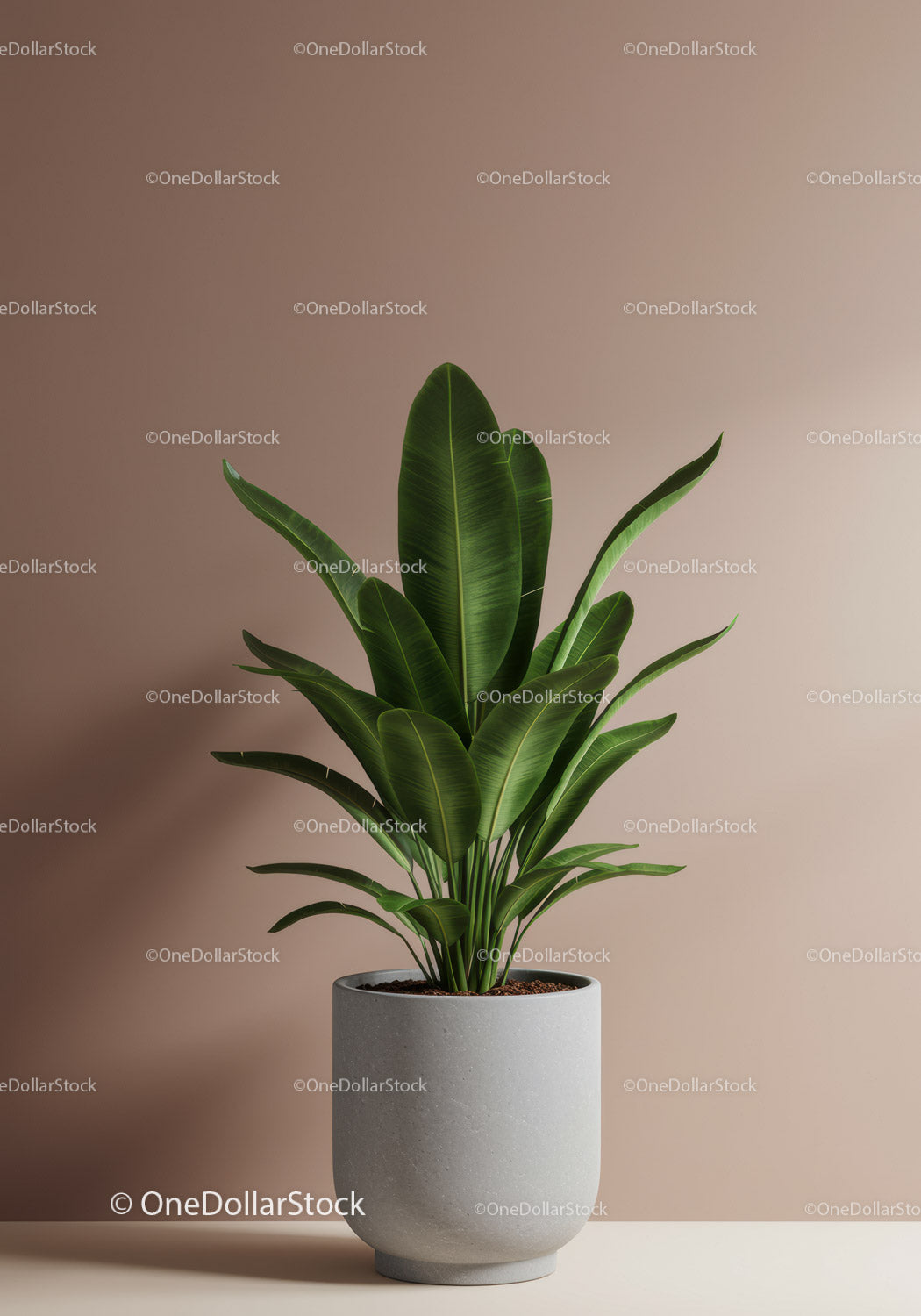 Healthy Green Monstera Plant in Contemporary White Pot for Interior Decor