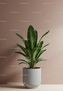 Healthy Green Monstera Plant in Contemporary White Pot for Interior Decor