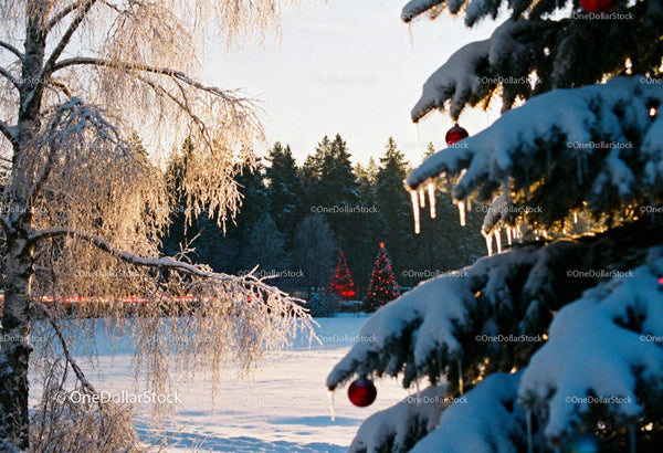 Snowy Christmas trees glowing at sunset in winter forest