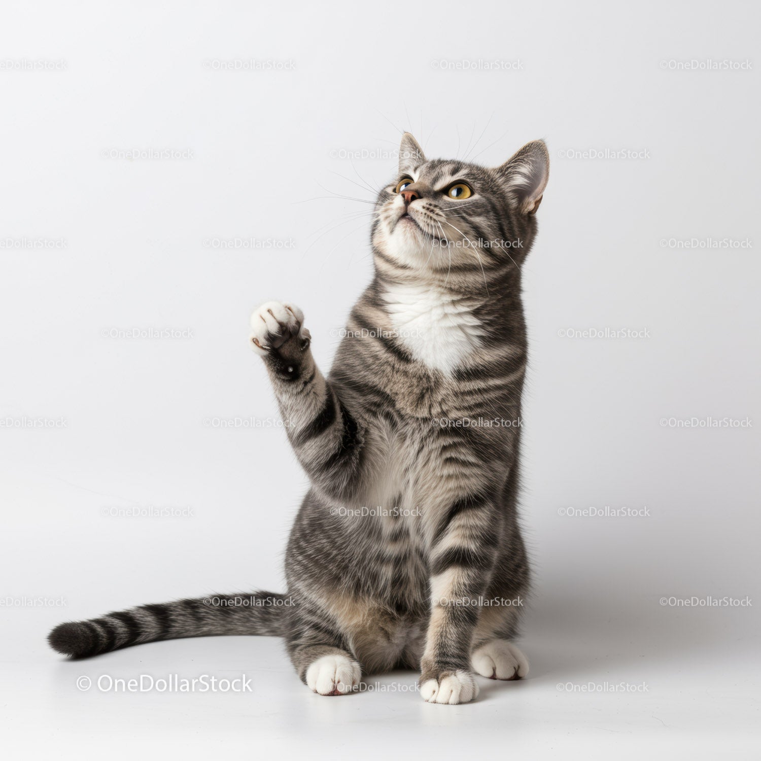 Curious tabby cat raising paw on white background