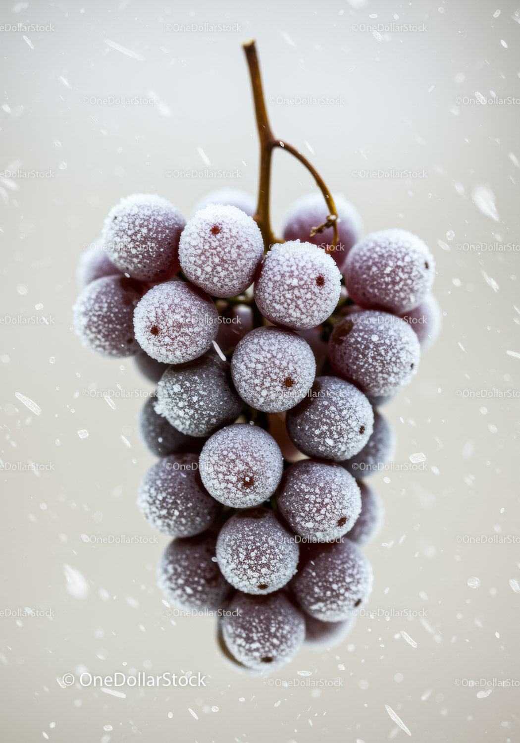 Close up of frozen purple grapes with frost