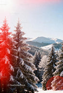 Snow-covered pine trees with mountain backdrop in winter