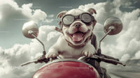 Fun and Happy Puppy Riding Motorcycle with Goggles in the Sky