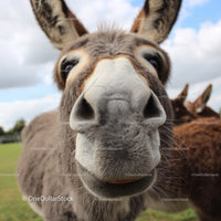 Close-Up of a Curious Donkey Face in a Countryside Setting