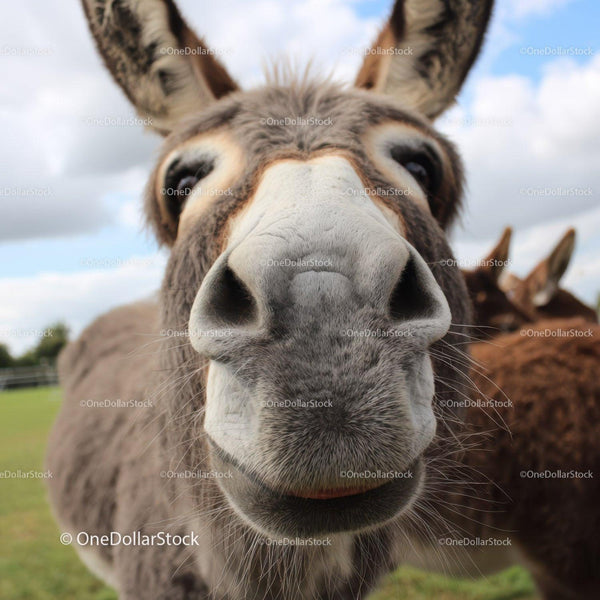Close-Up of a Curious Donkey Face in a Countryside Setting