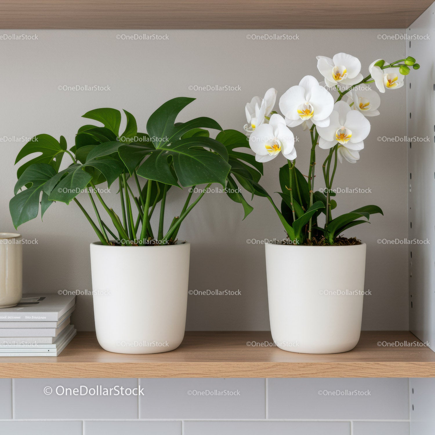 Elegancka biała orchidea i roślina Monstera w nowoczesnych dekoracyjnych doniczkach