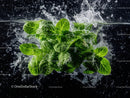 Fresh Green Basil Leaves Splashing in Water with Dynamic Motion