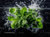 Fresh Green Basil Leaves Splashing in Water with Dynamic Motion