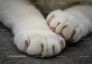 Close up of white cat paws resting on textured surface