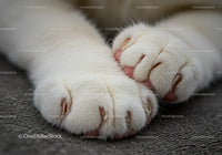 Close up of white cat paws resting on textured surface