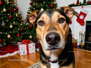 Closeup of Dog Near Christmas Tree and Gifts