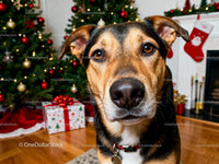 Closeup of Dog Near Christmas Tree and Gifts