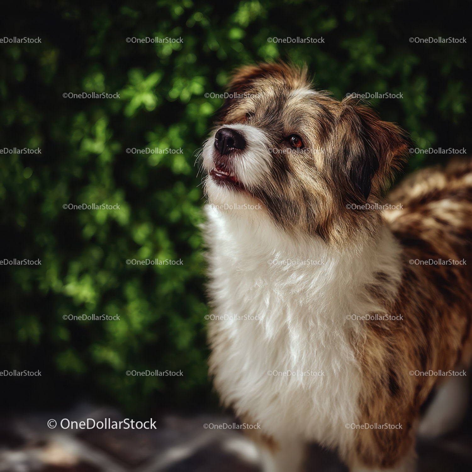 Szczęśliwy szczeniak border collie w brązowym i białym kolorze na świeżym powietrzu