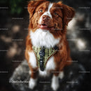 Happy Brown and White Labrador Retriever Puppy Outdoors
