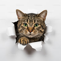 Curious tabby cat peeking through torn paper