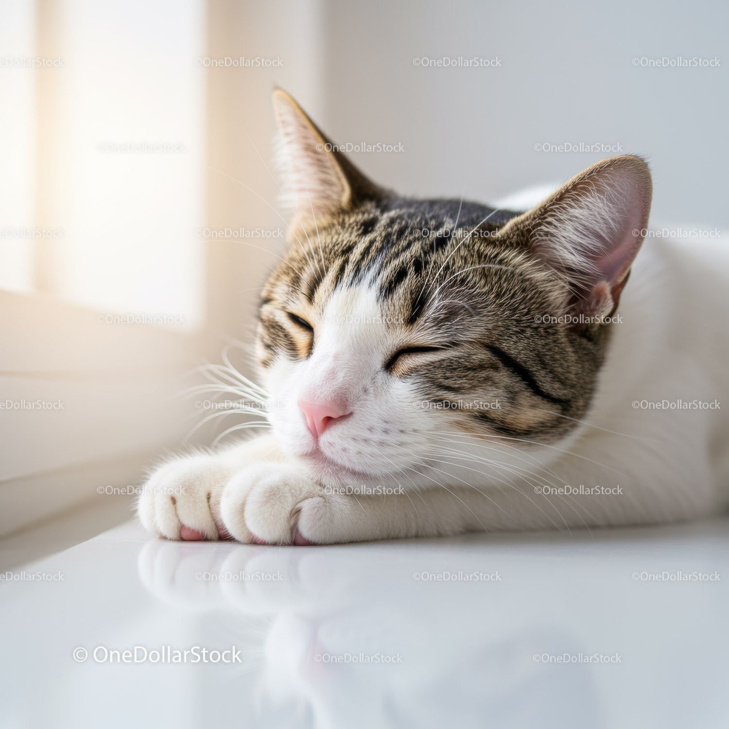 Calm tabby cat sleeping peacefully by window