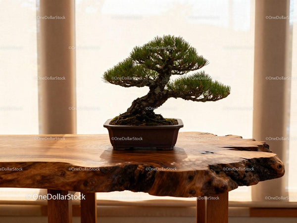 Minimalistyczne drzewko bonsai na naturalnym drewnianym stole