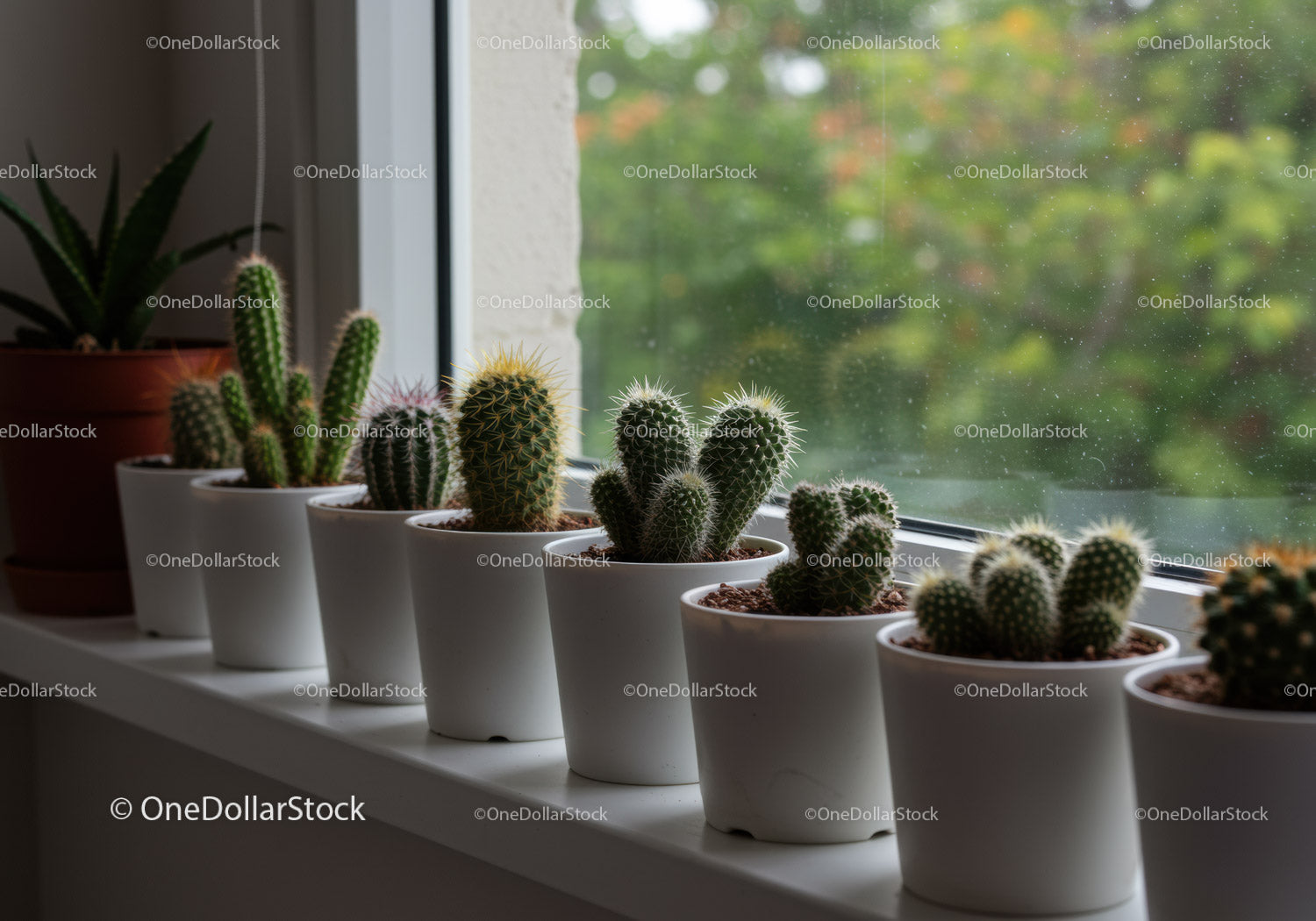 Collection of Cacti and Succulents on Windowsill in White Pots