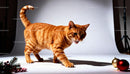 Curious ginger cat exploring festive holiday setup