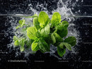 Fresh Green Lettuce Leaves Splashing Water in Motion