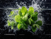 Fresh Green Lettuce Leaves Splashing Water in Motion