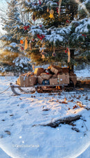 Rustic Christmas sled with gifts under snowy pine tree