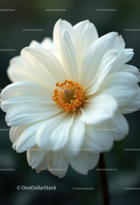 Elegant White Flower Blooming with Soft Petals and Vibrant Center
