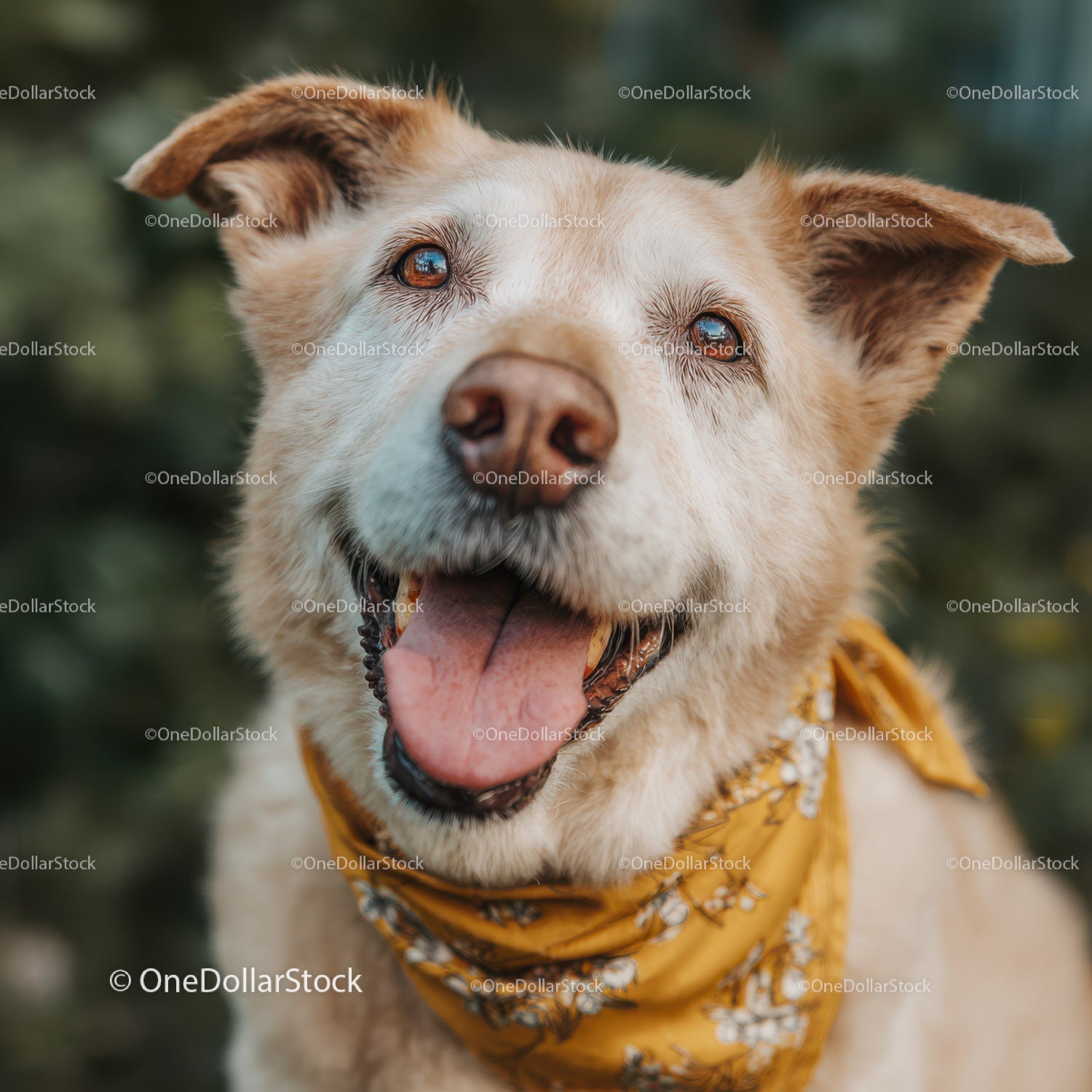 Szczęśliwy labrador retriever z żółtą bandaną na zewnątrz