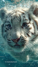White Tiger Cub Swimming in Water