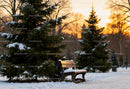 Snow-covered bench beside evergreen trees at sunset