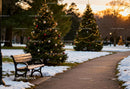 Snowy Park Path with Decorated Christmas Trees at Sunset