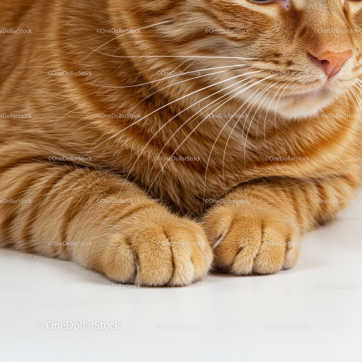 Close up of orange tabby cat paws and whiskers