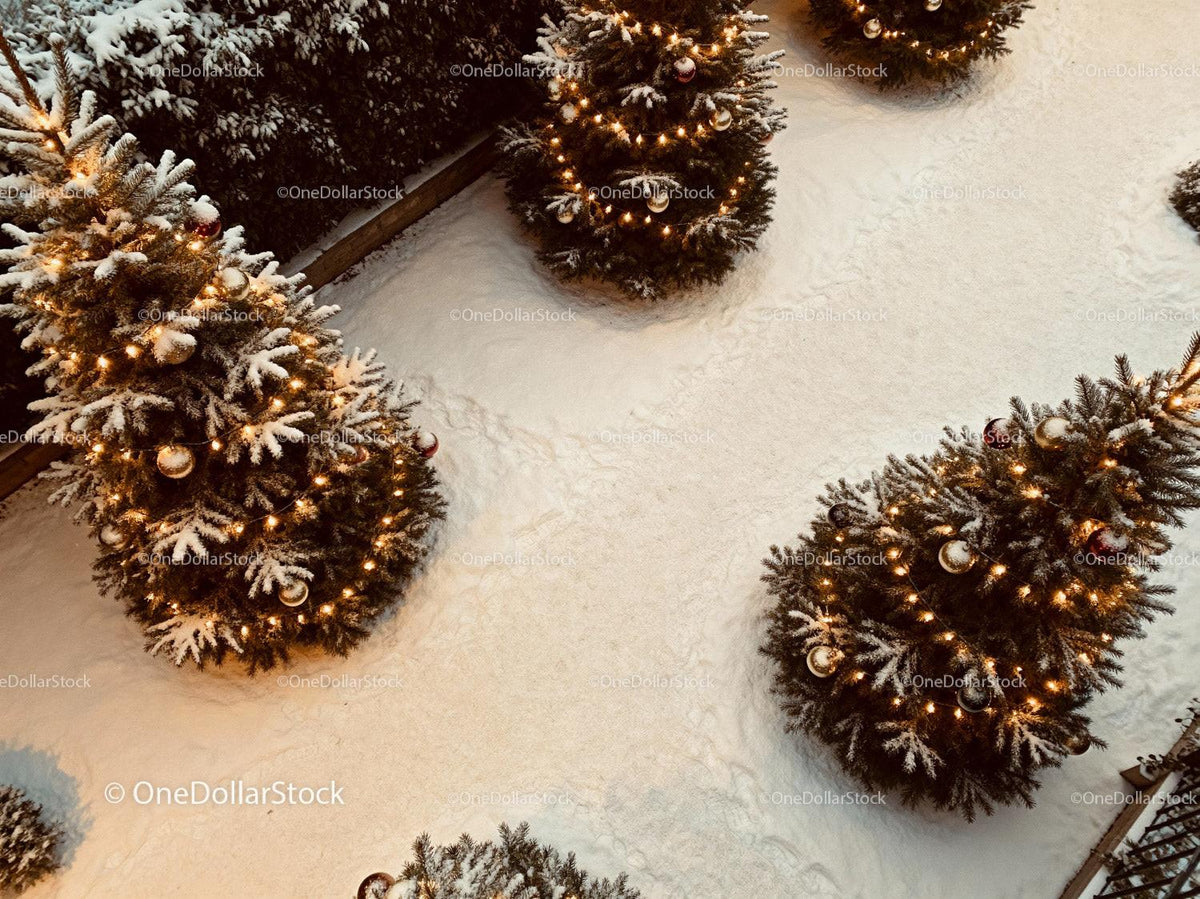 Snow-Covered Christmas Trees with Warm Lights