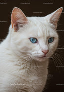 Close up of white cat with striking blue eyes