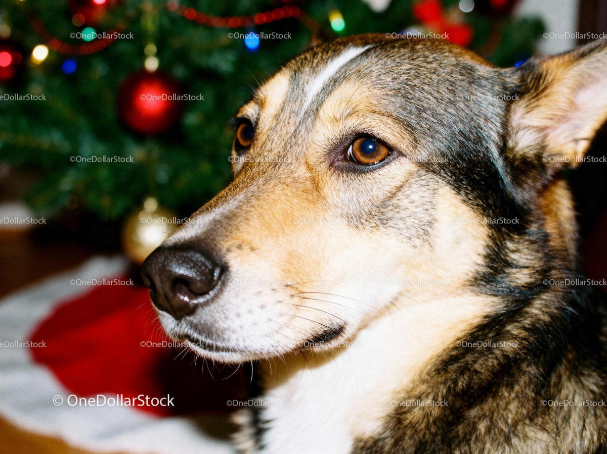 Close-up of a dog near decorated Christmas tree