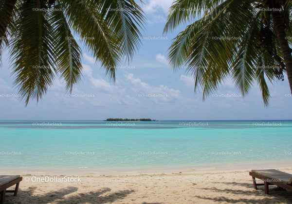 Tropical Beach with Palm Trees and Crystal Clear Water