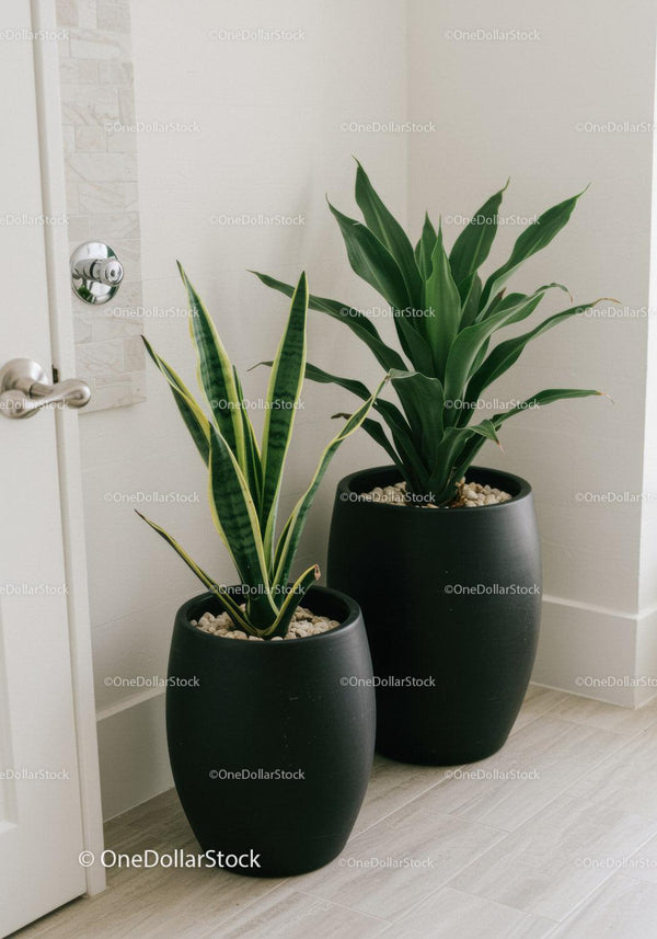 Elegant Indoor Snake and Peace Lily Plant Set in Stylish Black Pots