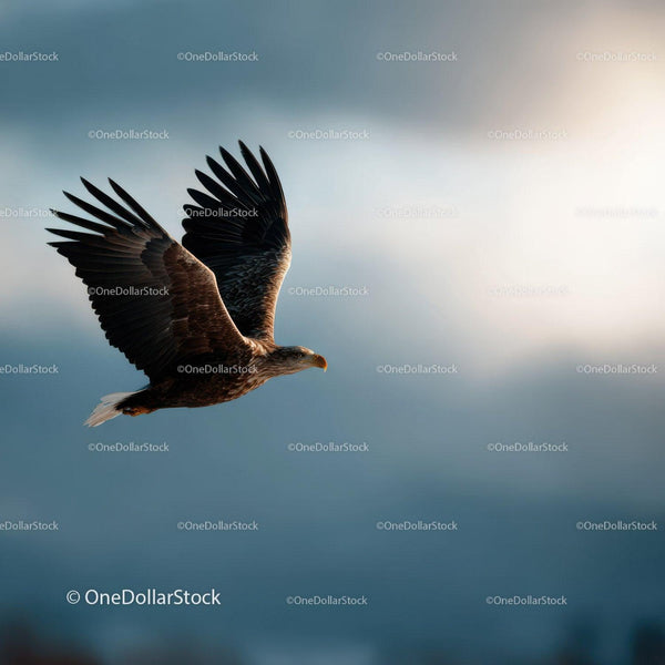Majestic Eagle in Flight Over Open Sky with Outstretched Wings