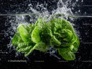 Fresh Romaine Lettuce with Water Splash in Dynamic Composition