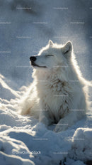 Majestic Arctic Wolf Enjoying the Serene Winter Landscape
