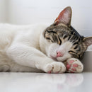 Peaceful tabby cat sleeping with paws curled close