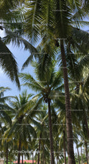 Tall Palm Trees Under Bright Blue Sky in Tropical Landscape